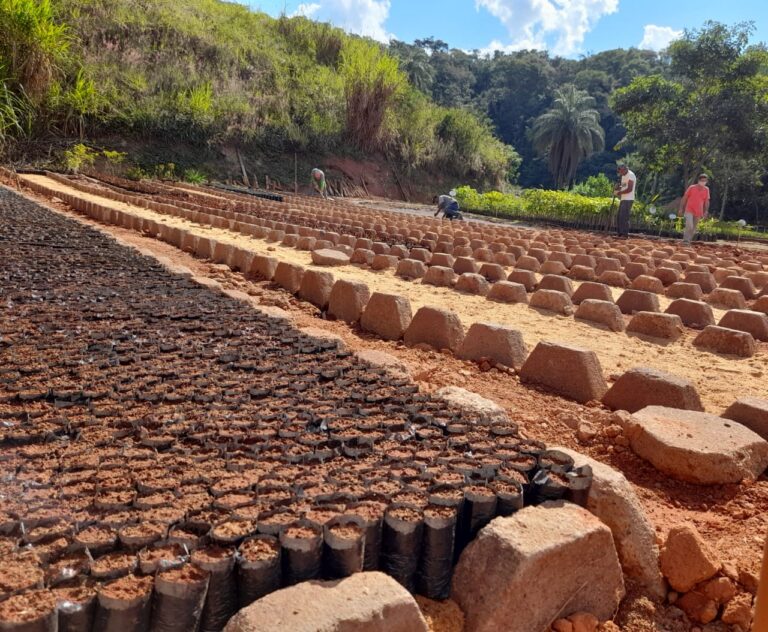 Meio Ambiente intensifica melhorias no Viveiro